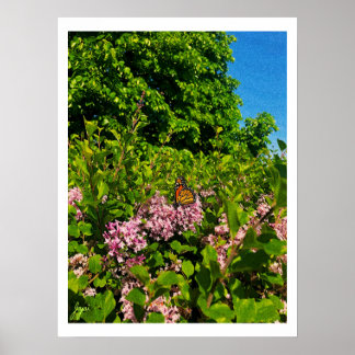 Affiche Papillon d'été