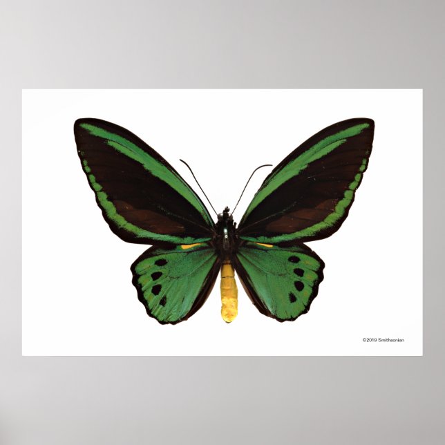 Affiche Papillon d'oiseau vert (Devant)