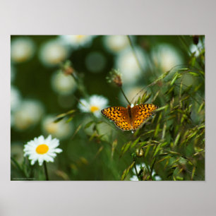 Affiche Papillon du Pacifique