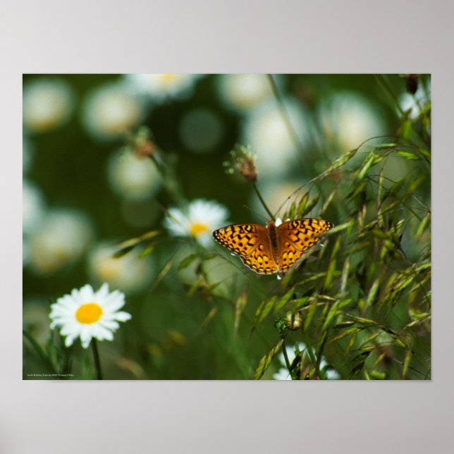 Affiche Papillon du Pacifique (Devant)