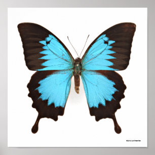 Affiche Papillon d'Ulysse