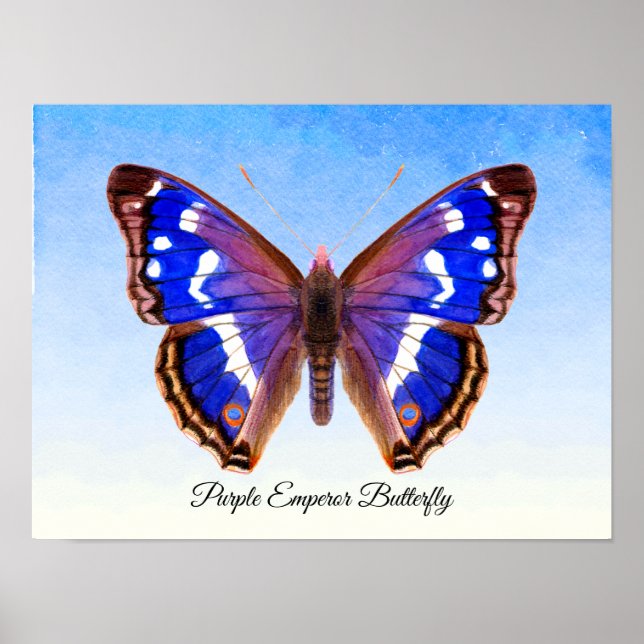 Affiche Papillon Empereur Violet Aquarelle Peinture Imprim (Devant)