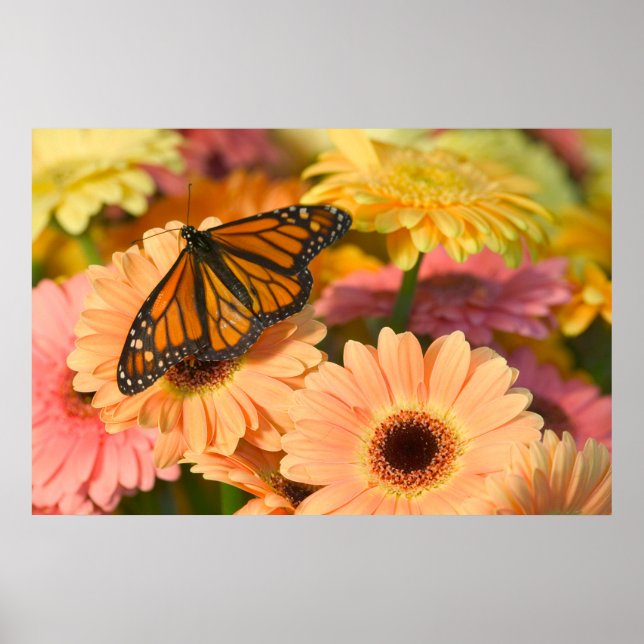 Affiche Papillon en deuil (Devant)