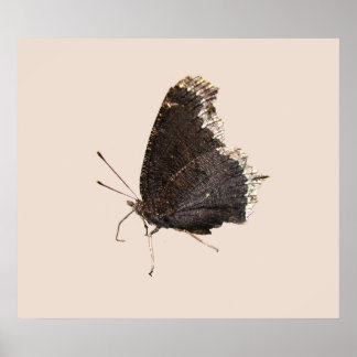 Affiche Papillon en deuil ~ imprimer