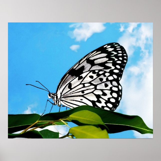 Affiche Papillon et ciel (Devant)