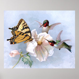 Affiche Papillon et colibris