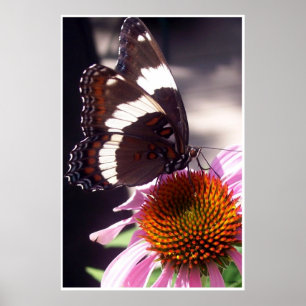 Affiche Papillon et Echinacée 42