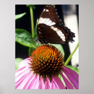 Affiche Papillon et Echinecea 92