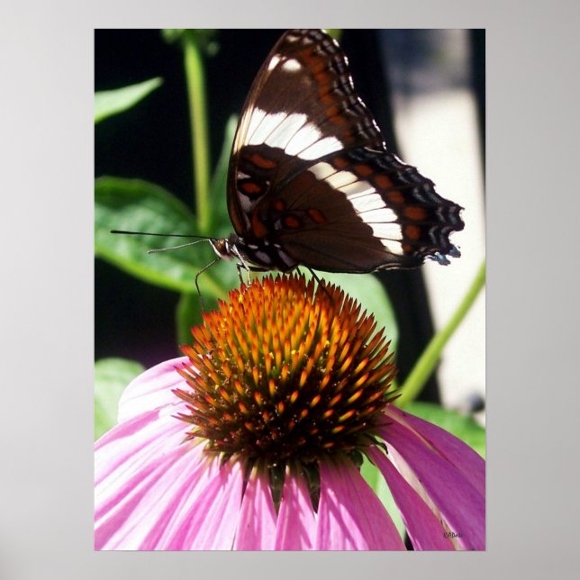 Affiche Papillon et Echinecea 92 (Devant)