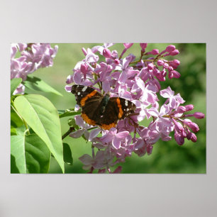 Affiche Papillon et lilas