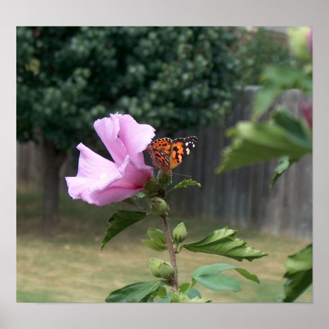 Affiche Papillon et Rose de Sharon (Devant)