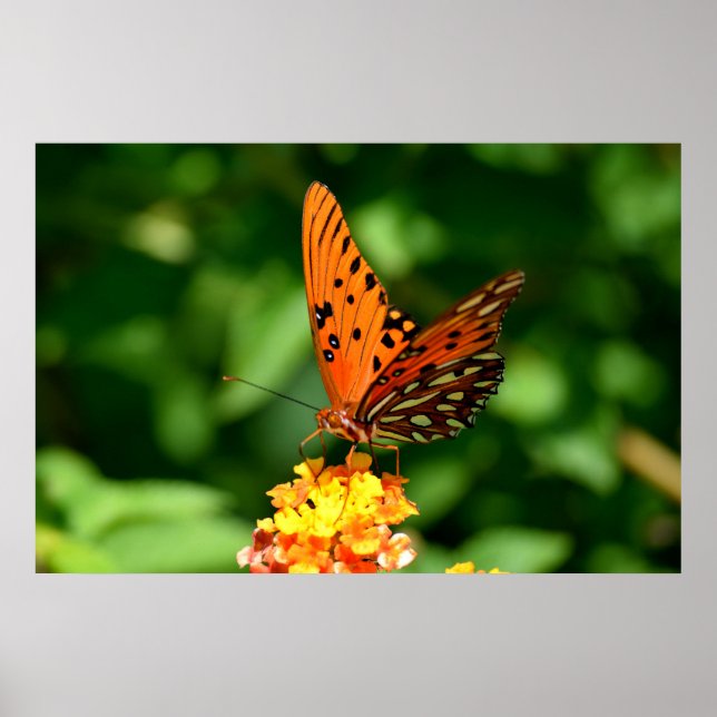 Affiche Papillon fritillaire du Golfe (Devant)