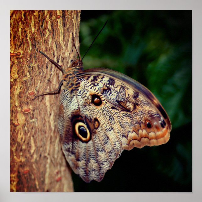 Affiche Papillon Hibou Brun de près (Devant)