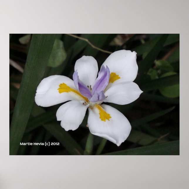 Affiche Papillon iris (Devant)