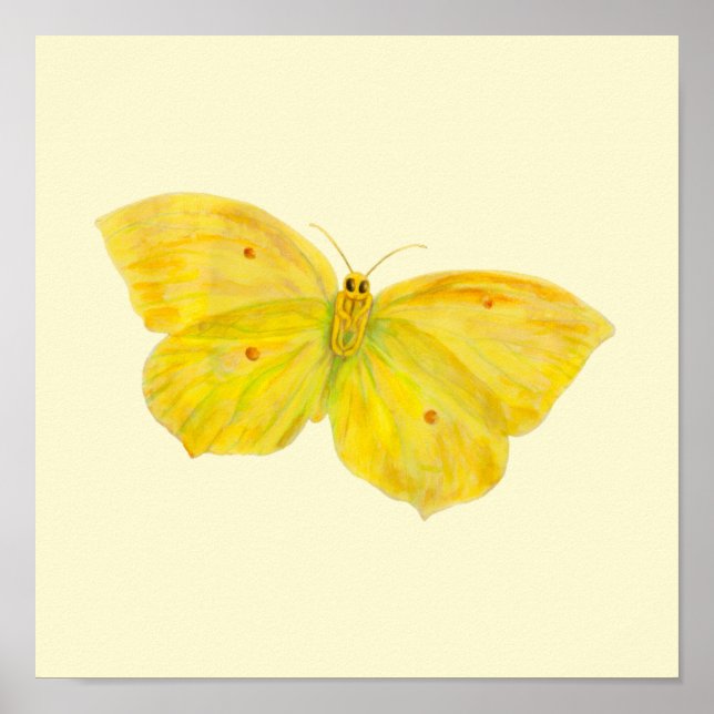 Affiche Papillon jaune Citron commun en vol  (Devant)