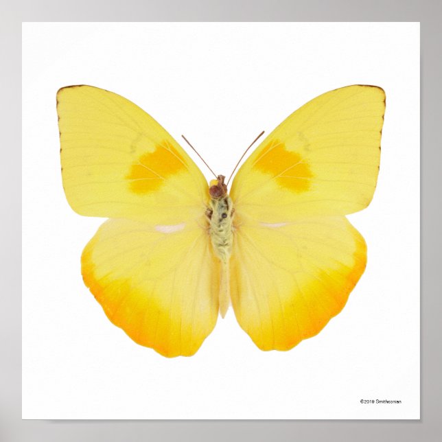 Affiche Papillon jaune de basse commune (Devant)