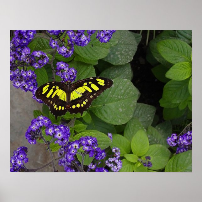 Affiche Papillon jaune sur les fleurs violettes Imprimer (Devant)