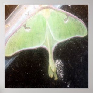 Affiche Papillon lune en gros plan