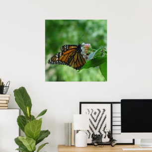 Affiche Papillon Monarch ailé sur Fleur