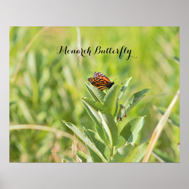 Affiche Papillon Monarque (Devant)
