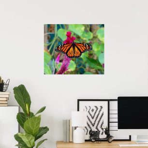 Affiche Papillon monarque