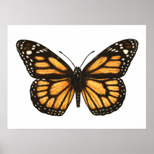 Affiche Papillon monarque