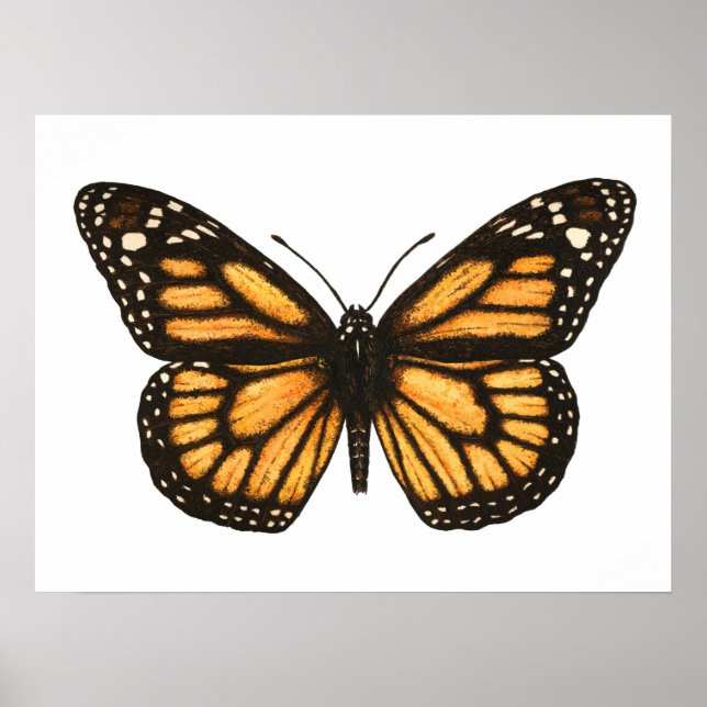 Affiche Papillon monarque (Devant)