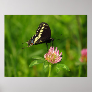 Affiche Papillon monarque
