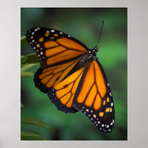 Papillon monarque