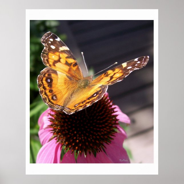 Affiche Papillon Monarque 2 (Devant)