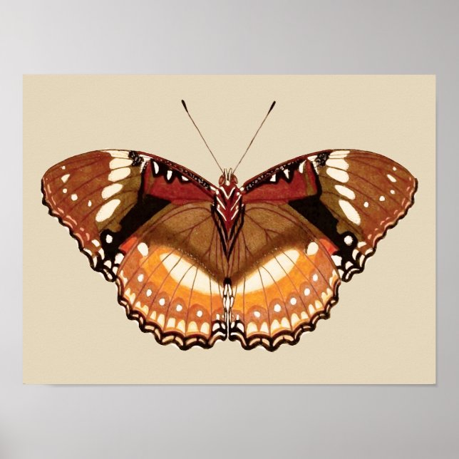 Affiche Papillon Monarque en Brown, rouille et crème (Devant)