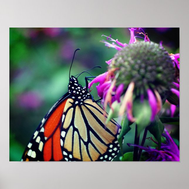 Affiche Papillon Monarque En Fleur Fermer (Devant)