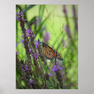 Affiche Papillon monarque gros plan sur les fleurs violett
