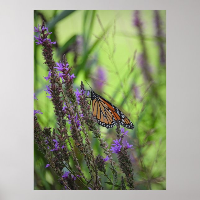 Affiche Papillon monarque gros plan sur les fleurs violett (Devant)