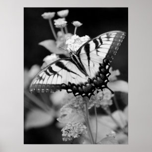 Affiche Papillon Monarque noir et blanc