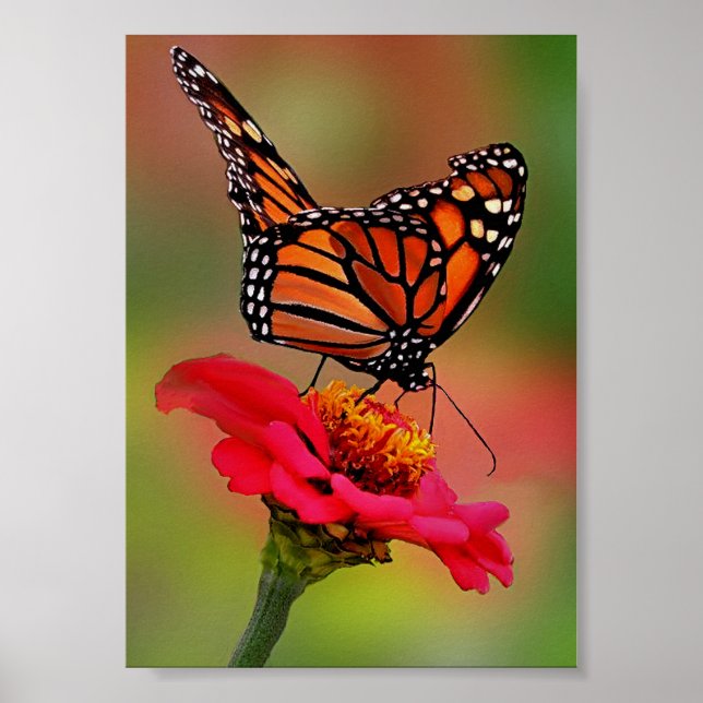 Affiche Papillon Monarque sur Bright Pink Zinnia (Devant)
