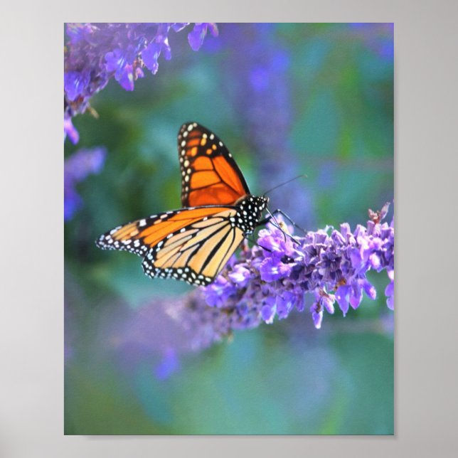 Affiche Papillon Monarque sur Fleur violette lilas (Devant)