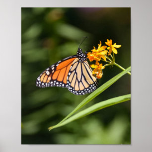 Affiche Papillon monarque sur les fleurs tropicales de l'a