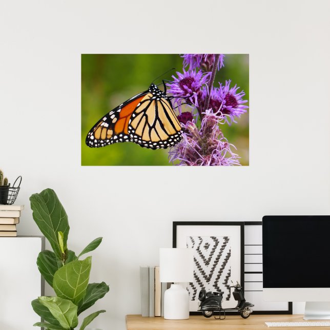 Affiche Papillon monarque sur Liatris (Bureau à domicile)