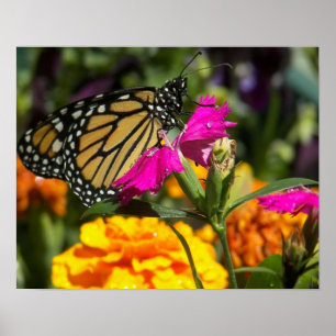 Affiche Papillon monarque sur marigold-poster rose