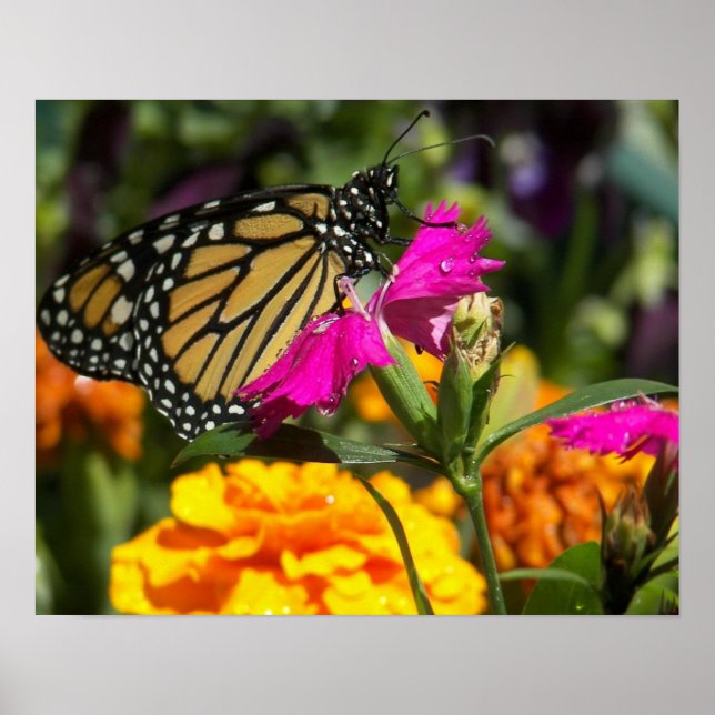 Affiche Papillon monarque sur marigold-poster rose (Devant)