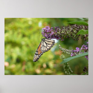 Affiche Papillon Monarque sur papillon pourpre Bush