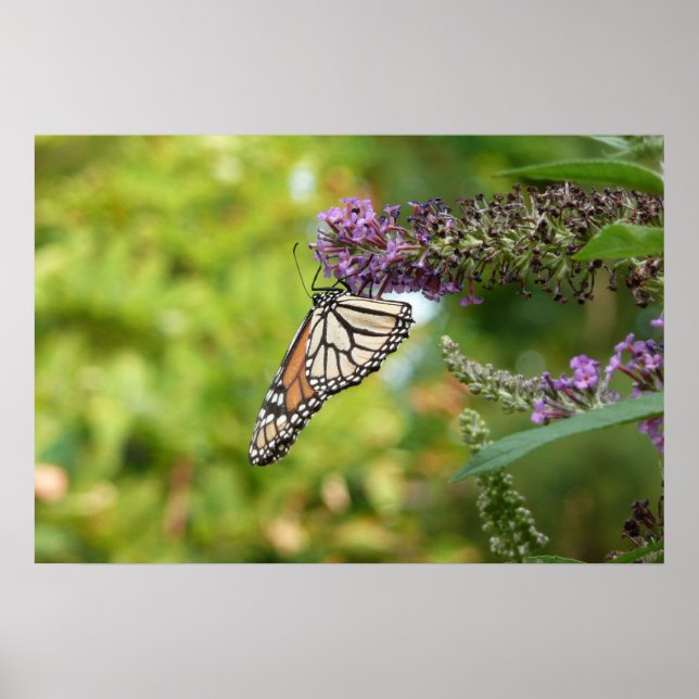 Affiche Papillon Monarque sur papillon pourpre Bush (Devant)