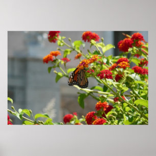 Affiche Papillon Monarque sur un Buddleia Rouge