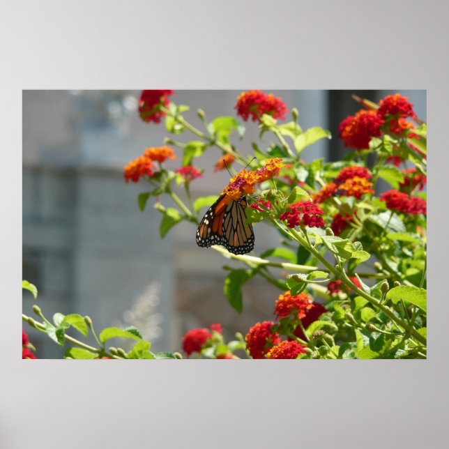 Affiche Papillon Monarque sur un Buddleia Rouge (Devant)