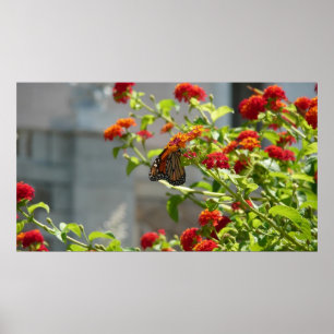 Affiche Papillon Monarque sur un Buddleia Rouge