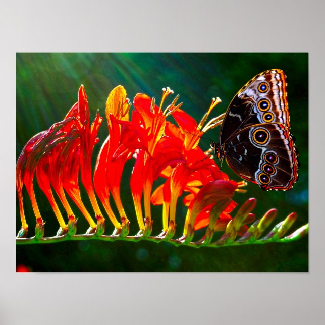 Affiche Papillon morpho bleu sur fleurs de Crocosmia Lucif (Devant)