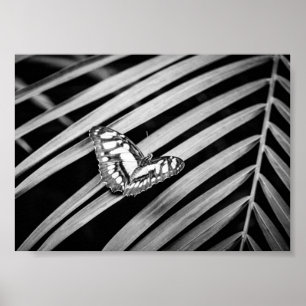 Affiche Papillon Nature Insectes Noir et Blanc
