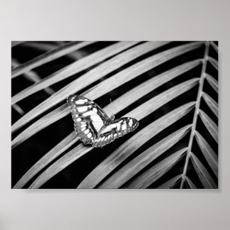 Affiche Papillon Nature Insectes Noir et Blanc