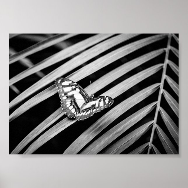 Affiche Papillon Nature Insectes Noir et Blanc (Devant)